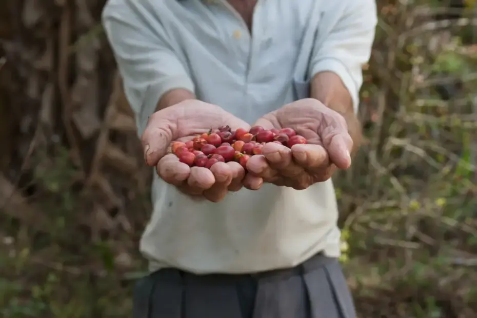 Furtos de Café no Pé em Guaxupé: Produtores Sofrem Prejuízos, Mas Casos Têm Diminuído, Diz Zema